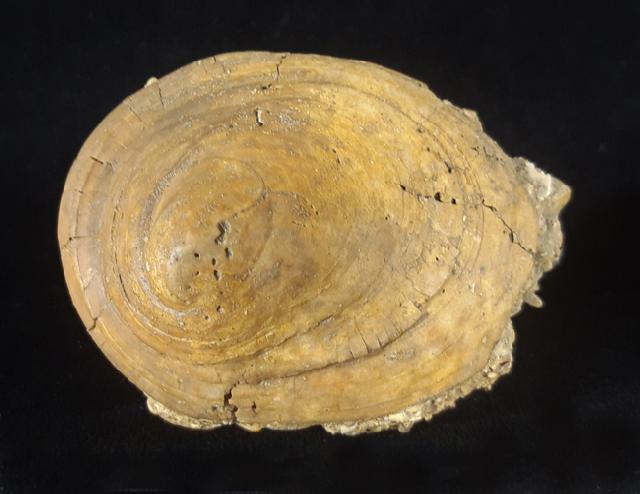 Velates perversus (GMELIN 1791) - Bild © FossNet FossilienStore
